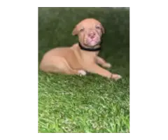 Stunning American Bully puppy