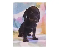9 weeks old mini dachshund puppies - 2