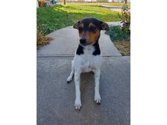 Male Rat Terrier to be rehomed