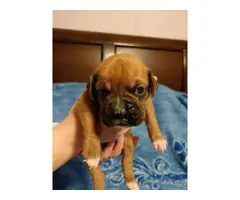 AKC Boxer puppies for sale - 3