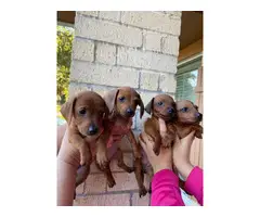 4 girl Dachshund puppies for adoption