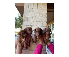 4 girl Dachshund puppies for adoption - 2