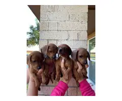 4 girl Dachshund puppies for adoption - 3