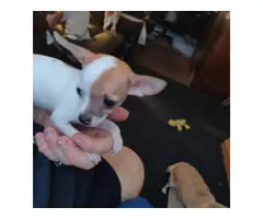 Chihuahua Puppies for Christmas - 2