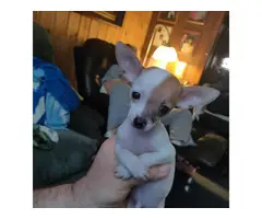 Chihuahua Puppies for Christmas - 3