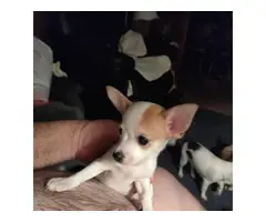 Chihuahua Puppies for Christmas - 7