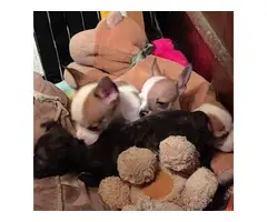 Chihuahua Puppies for Christmas - 11