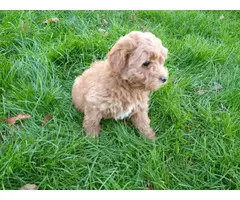 9 weeks old Irish Doodle puppies for sale - 2