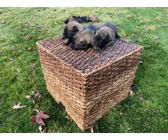 8 Purebred Belgian Malinois pups for sale