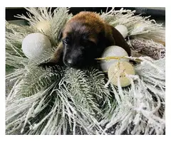 8 Purebred Belgian Malinois pups for sale - 4