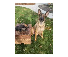 8 Purebred Belgian Malinois pups for sale - 5
