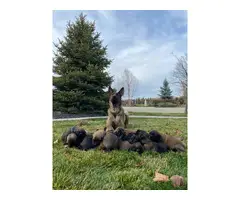 8 Purebred Belgian Malinois pups for sale - 6