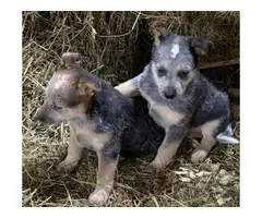 Texas heeler puppies for sale