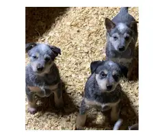 Texas heeler puppies for sale - 2