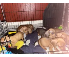 6 weeks old weenie dog for sale