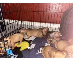 6 weeks old weenie dog for sale