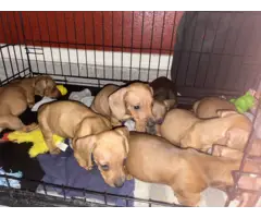6 weeks old weenie dog for sale
