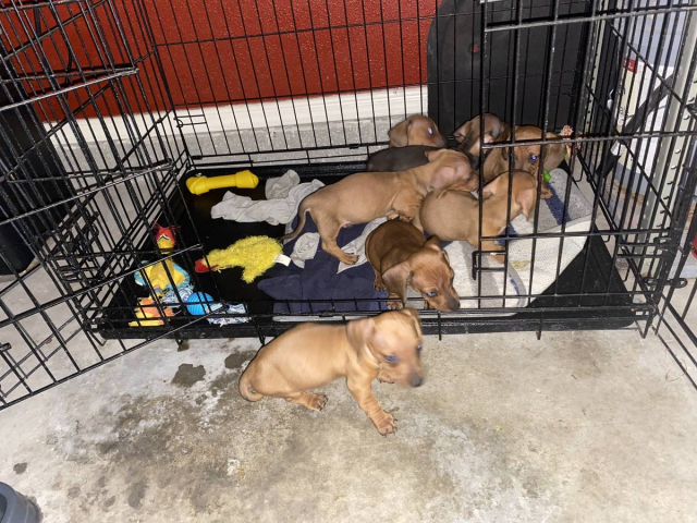 6 weeks old weenie dog for sale El Paso - Puppies for Sale Near Me