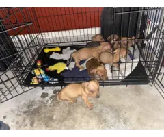 6 weeks old weenie dog for sale