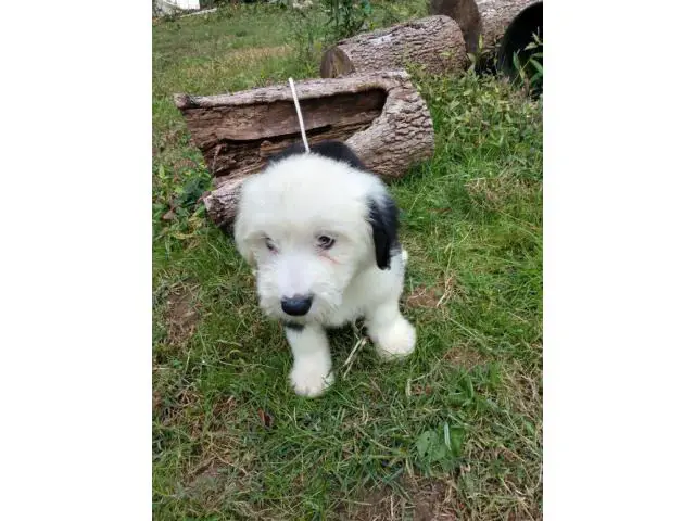 10 weeks Old English Sheepdog puppy - 1/4