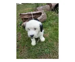 10 weeks Old English Sheepdog puppy