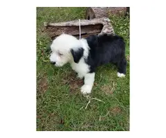 10 weeks Old English Sheepdog puppy - 3