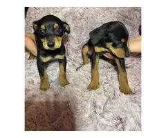 10 weeks old Miniature Pinscher puppies - 3