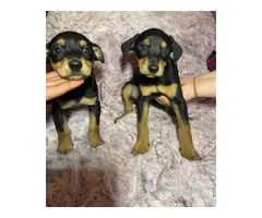10 weeks old Miniature Pinscher puppies - 4