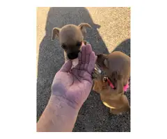 Chihuahua female puppy