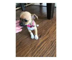 Chihuahua female puppy - 4
