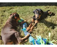 Healthy Doberman puppies for sale