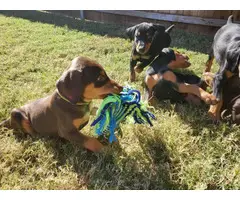Healthy Doberman puppies for sale - 2