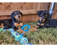 Healthy Doberman puppies for sale - 7