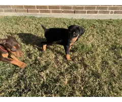 Healthy Doberman puppies for sale - 8