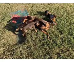 Healthy Doberman puppies for sale - 9