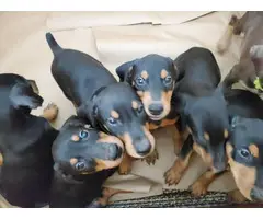 Healthy Doberman puppies for sale - 10