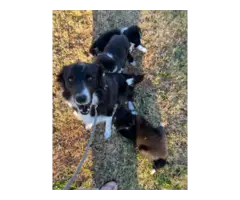 8 weeks old Border collie puppies - 2