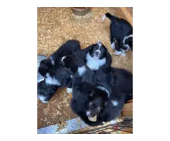 8 weeks old Border collie puppies - 3