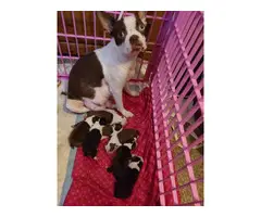 6 Boston terrier puppies available