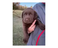 4 AKC Chocolate Labrador Retriever pups for sale
