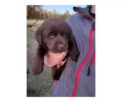 4 AKC Chocolate Labrador Retriever pups for sale - 2