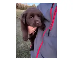 4 AKC Chocolate Labrador Retriever pups for sale - 3