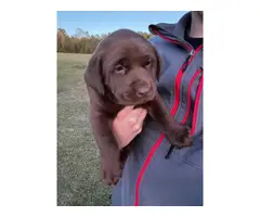 4 AKC Chocolate Labrador Retriever pups for sale - 4