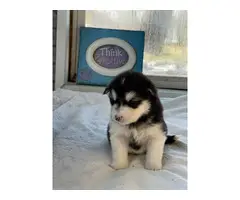 1 male 1 female Alaskan Malamute Puppies - 2