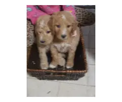 Golden doodle puppies for sale - 3