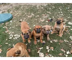Boerboel puppies for sale