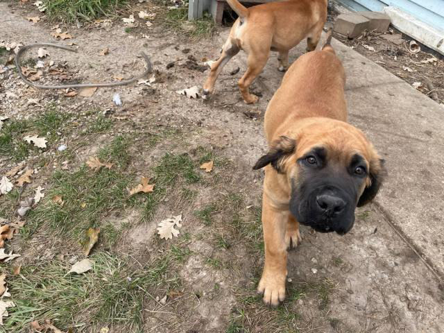 Boerboel Puppies For Sale Rockford - Puppies For Sale Near Me