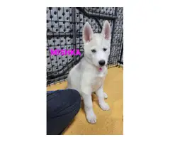 2 female husky puppies for sale