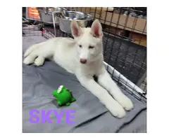 2 female husky puppies for sale - 5