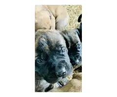 English Mastiff Puppies AKC - 6